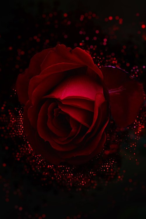 rose  art  beautiful