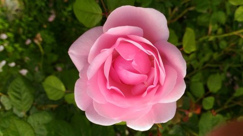 rose  fiore  pink