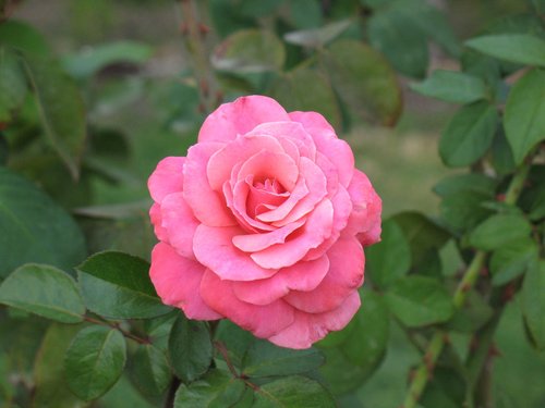 rose  pink  flower