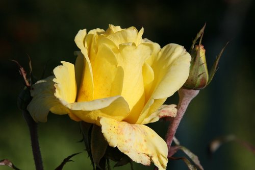 rose  yellow  blossom