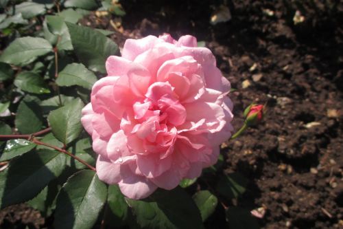 rose pink plant