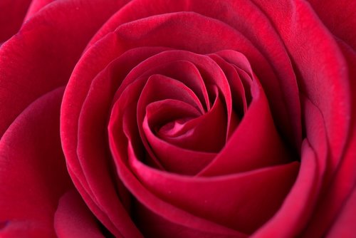 rose  red  love