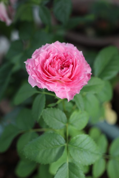 rose  pink love  flower