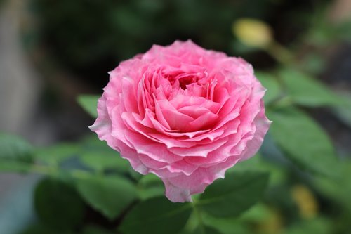 rose  pink love  flower