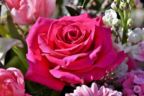 rose  bouquet of roses  rose bloom