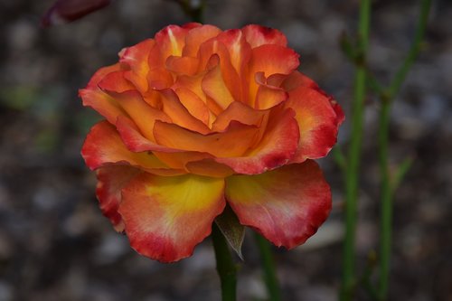 rose  flower  flora