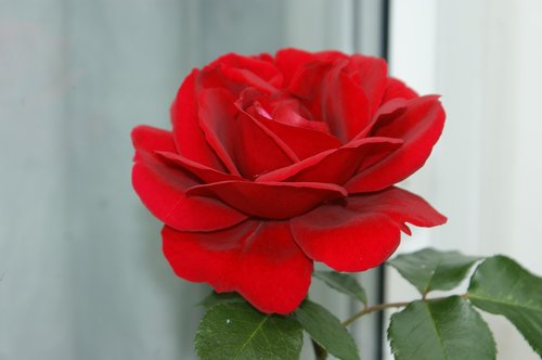 rose  flower  natural
