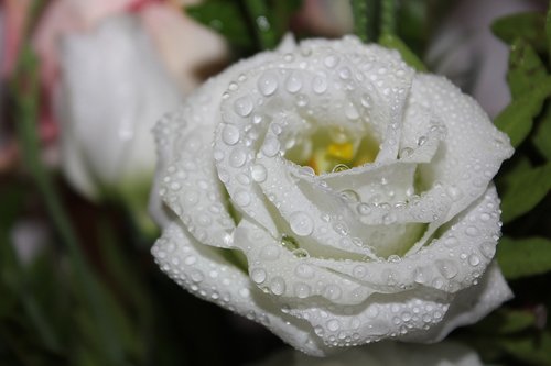 rose  white  flowers