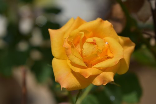 rose  yellow  flowers