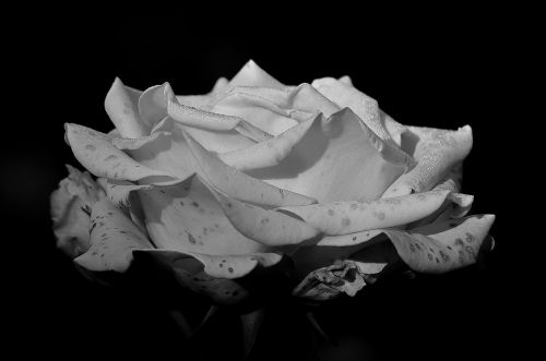 rose black and white flower