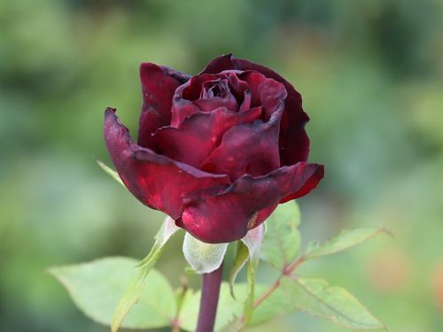 rose flora flower