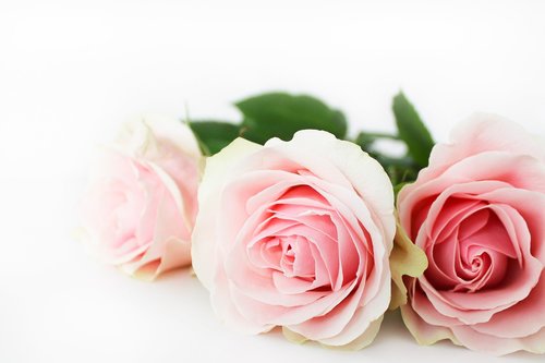 rose  flowers  pink