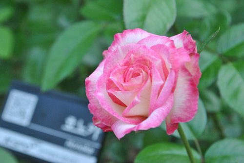 rose  pink  flowers