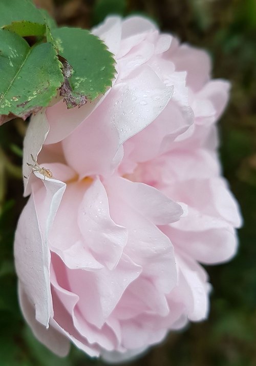 rose  garden  flower