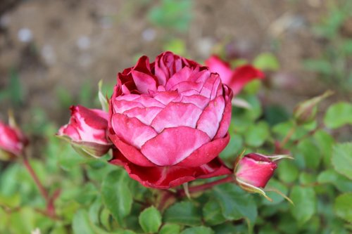 rose  flowers  flora