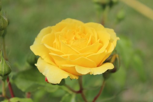 rose  yellow  nature