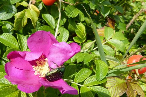 rose rose bloom rose beetle