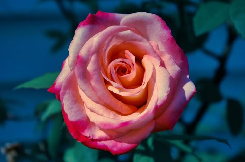 rose  roses  pink rose
