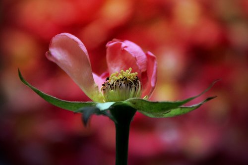 rose  faded  flower