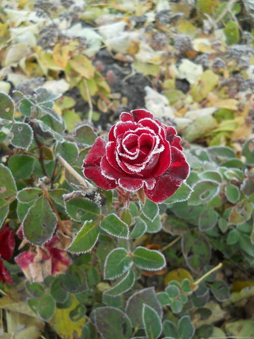 rose  frost  leann