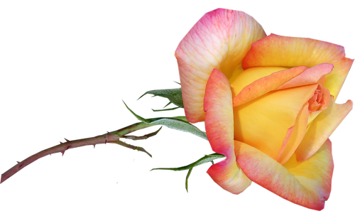 rose  flower  stem