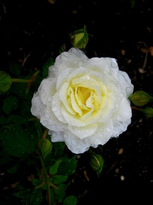 rose  white rose  white