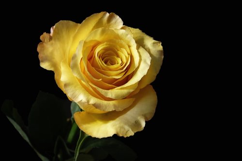 rose  yellow  blossom