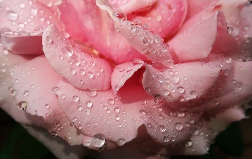 rose  petals  rain drops