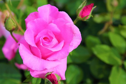 rose  spring  flower