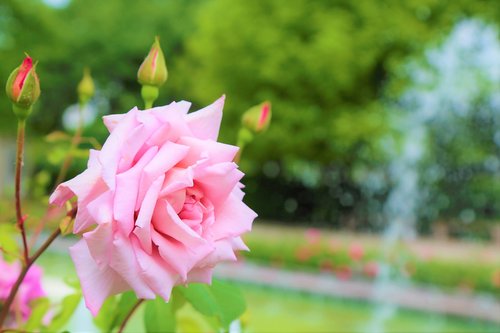 rose  spring  romantic