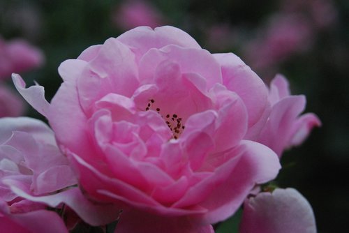 rose  garden  bloom