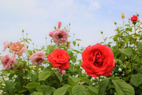 rose  nature  love
