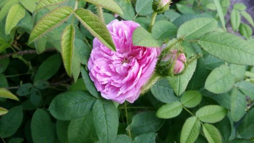 rose pink flower