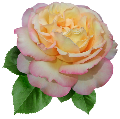 rose  flower  peace