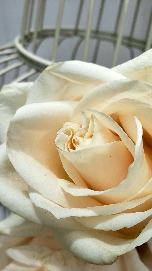 rose  petals  white