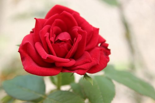 rose  red  flower