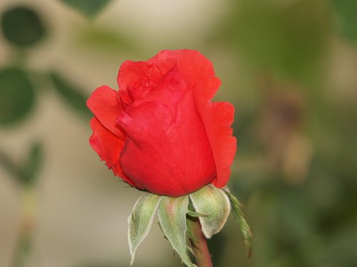 rose  flower  nature