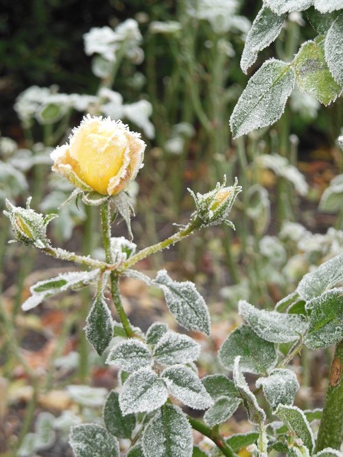 rose  winter  ice