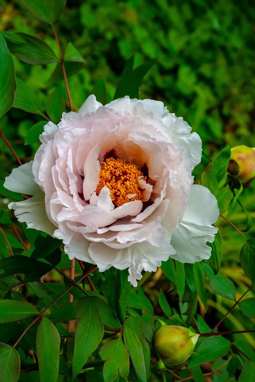 rose  flora  fauna