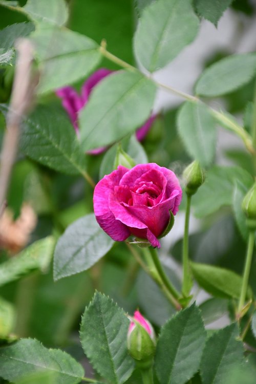 rose  pink  flowers