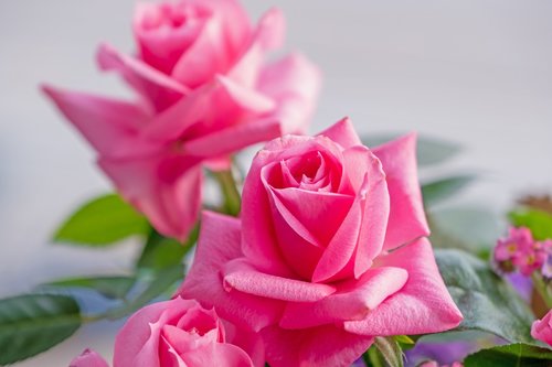 rose  flower  pink