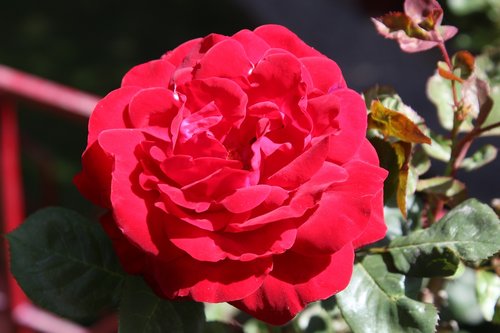 rose  flower  nature