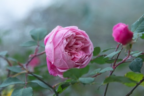 rose  flower  florets pink