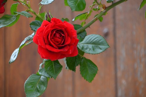 rose  red  blossom