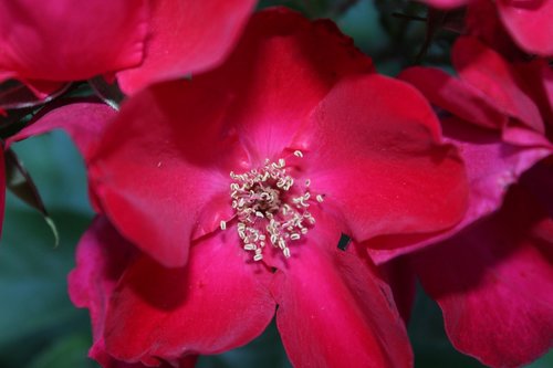 rose  macro  close red