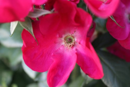 rose  macro  close red