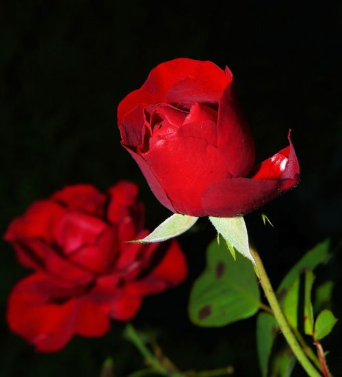 rose red blossom