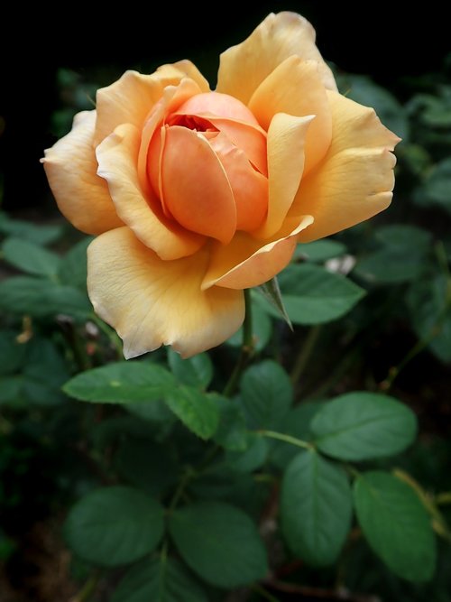 rose  flower  perfume