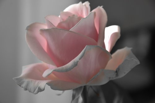 rose  pink  love