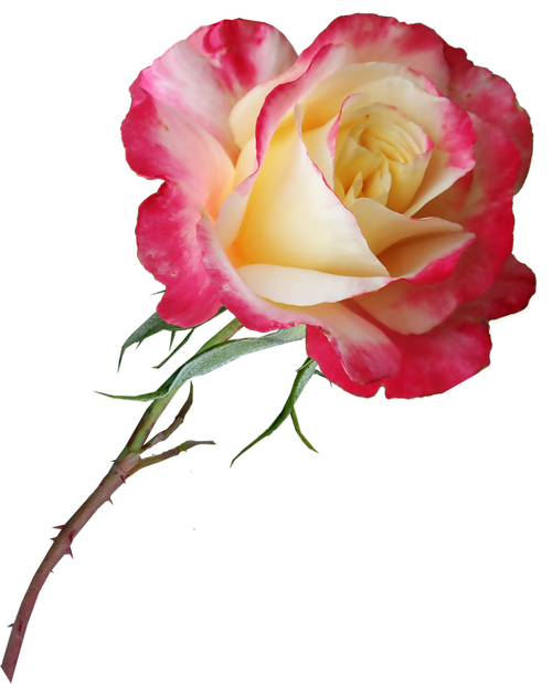 rose  stem  flower